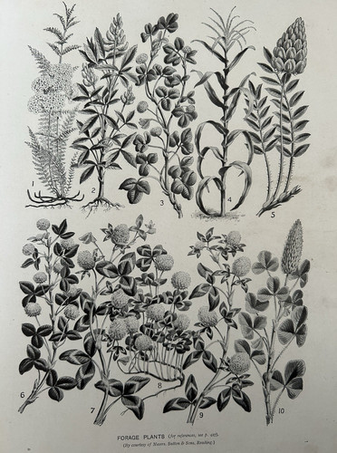 Forage plants c1910 botanical - c1910,