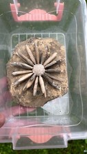 Wonderful Asterocidaris Urchin Fossil, From Morocco, Grade A* UK Fast Delivery