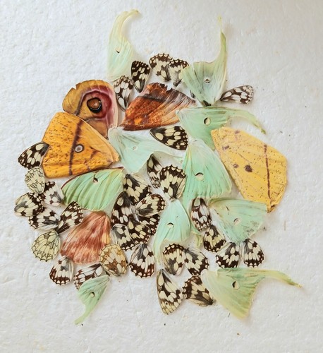 Butterfly and moth wings - and, (a-)