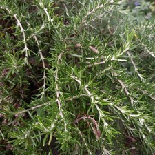 Rosemary - ROSEMARINUS