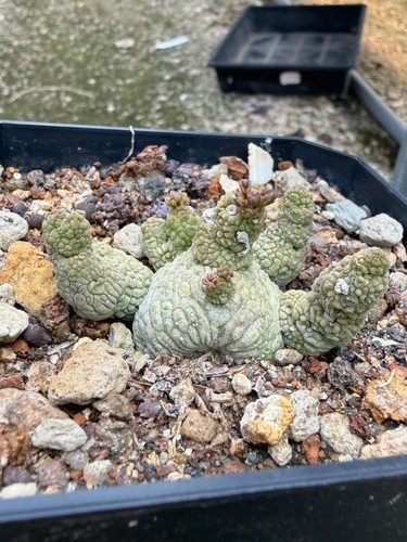 Rare live house plant - rare,