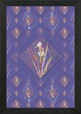 Tall bearded iris flower - 2,
