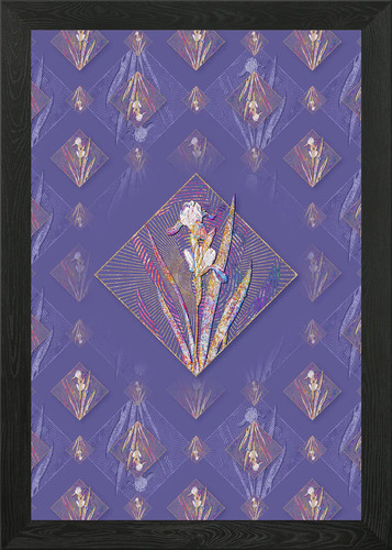 Tall bearded iris - tall, flower