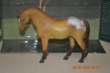 North light Appaloosa Horse