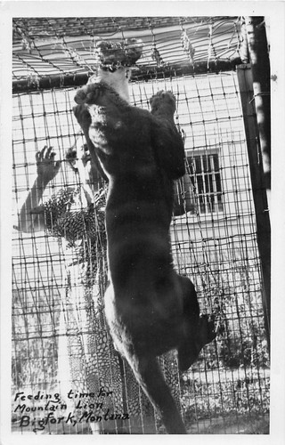 H58 bigfork montana - montana, rppc