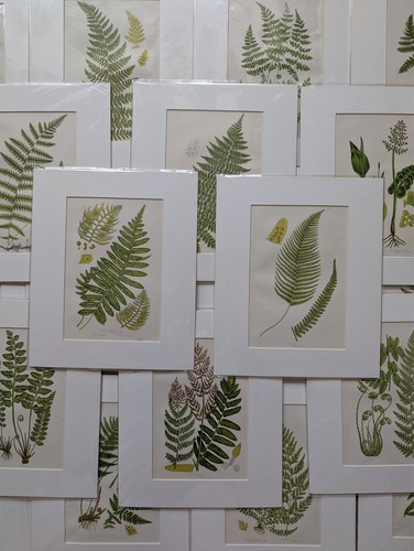 Antique fern print anne - antique,