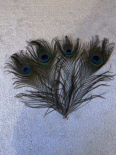 4pcs peacock tail - tail, feathers