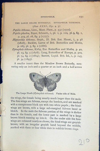 Old large heath epinephele - large,
