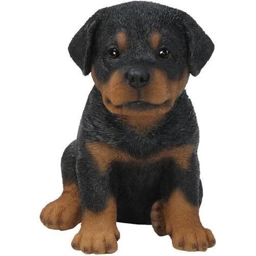 Vivid arts pet - vivid,