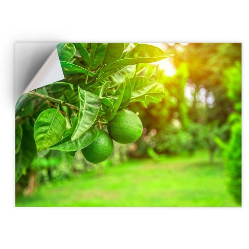Vinyl sticker citrus - -,