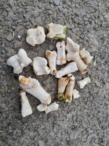 Sheep knuckle bones - knuckle, (hoof)