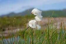 Eriophorum angustifolium