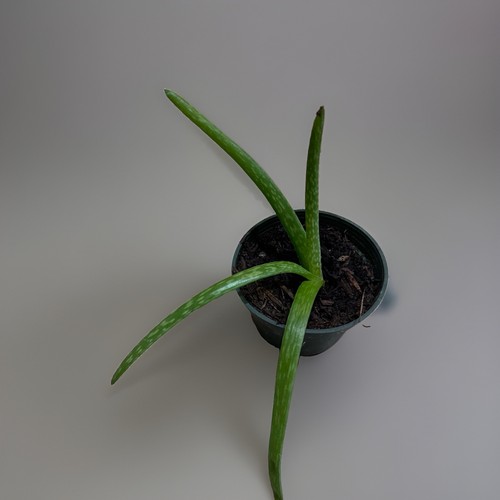 Aloe vera plant inch pot - aloe,
