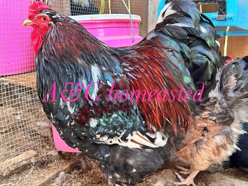 Porcelain brahma black - porcelain, ,