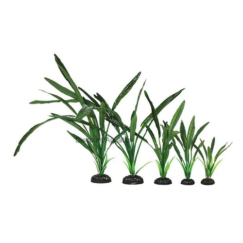 Saggitaria green silk - saggitaria,