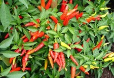 3x Pepper Hot Chilli F1 'Thai