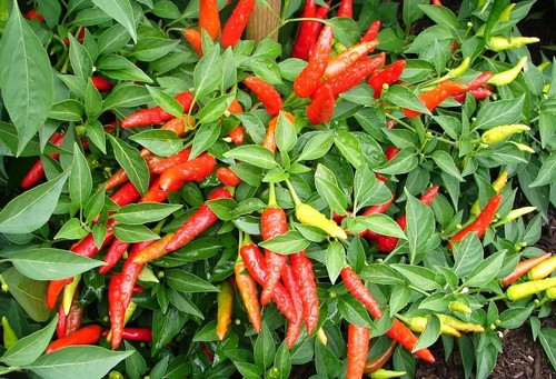 Pepper hot chilli thai - 3x, f1