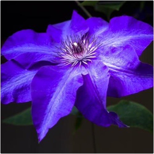 Clematis hybrid daniel - hybrid, 'daniel