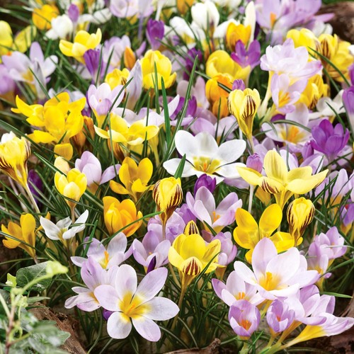 Crocus bulbs spring - bulbs, flowering