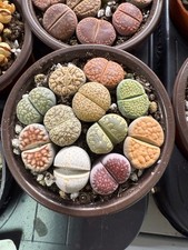 mixed 10 Lithops( 2.0-2.5cm )  in 8.5cm pots - Live Stone UK succulent cactus
