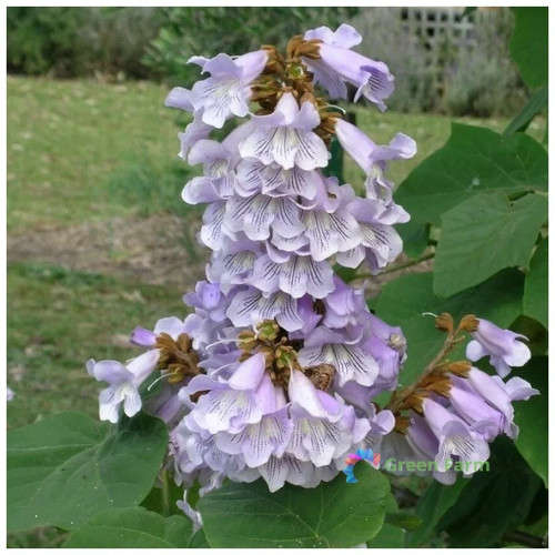 200 seeds paulownia - 200,
