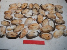 job lot of 40 large sea