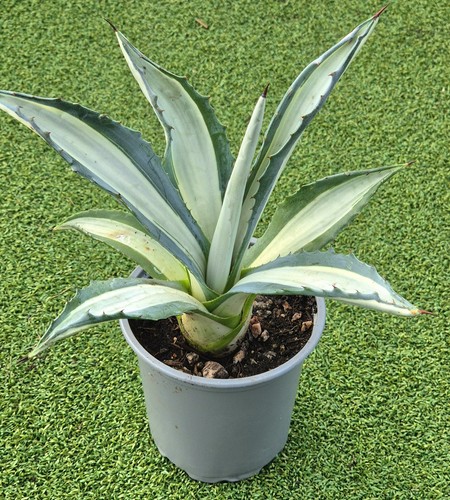 Agave mediopicta alba - agave, alba'