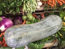 Winter Squash - Lunga Di Napoli (Zucca) - 5 Seeds