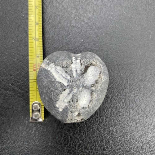 Fossil flint echinoid - , sea