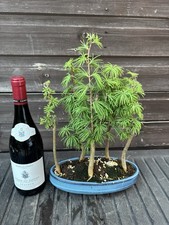 Bonsai Tree's Jap Larch Large