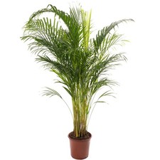 Areca Palm Large Indoor House Plant Real Tropical Exotic Evergreen Tall Plants