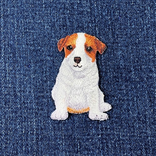 Jack russell terrier - jack,