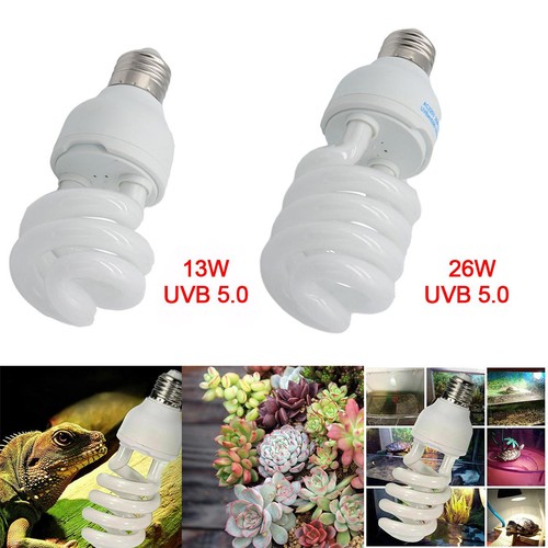 Pet screw bulb plant - plant, reptile