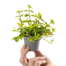Baby Trailing Jade Plant