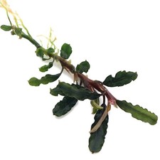 Bucephalandra 60 species Live Aquarium Plants Terrarium Tropical Rare K2AQUA