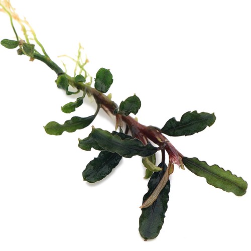 Bucephalandra species live - 60,