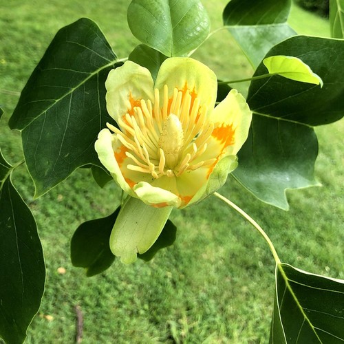 Fastigiatum tulip tree - fastigiatum,