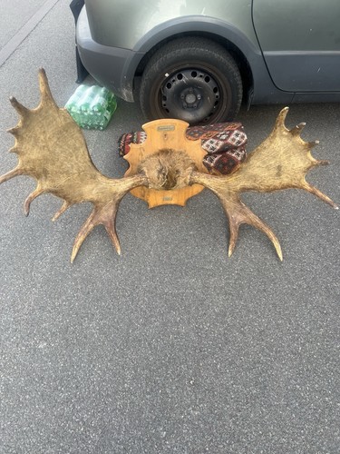 Large vintage elk antlers - large,