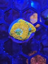 tango acan lps sps coral frag 