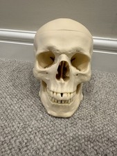 Human skull life-size anatomical model: hinged jaw + removable teeth & calvaria