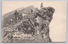 Vintage Milka Suchard Chocolate Advertising Postcard - Swiss Alps Goatherds
