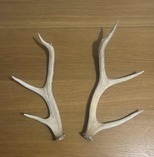 Red deer stag antlers horns - red,