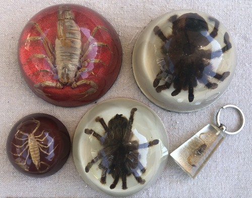 Scorpion tarantula clear - -,