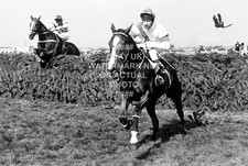 ALDANITI BOB CHAMPION 1981 GRAND NATIONAL AINTREE PHOTO PRINT HORSE RACING