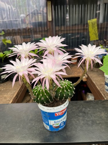 Cactus echinopsis very - echinopsis,