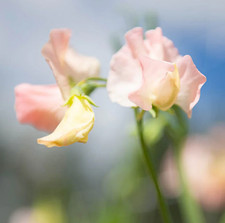 3 x Specialist Sweet Pea Plug