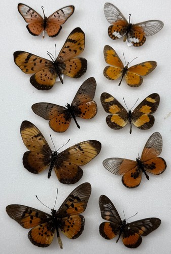 Real butterfly moth specimens - moth,