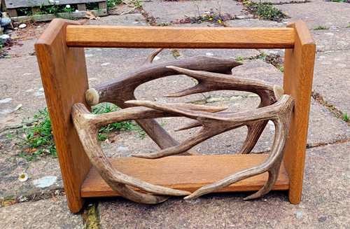 Mid century roe deer horn - century,
