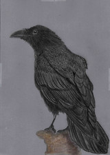 Original coloured pencil