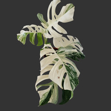 Monstera Albo ‘Super